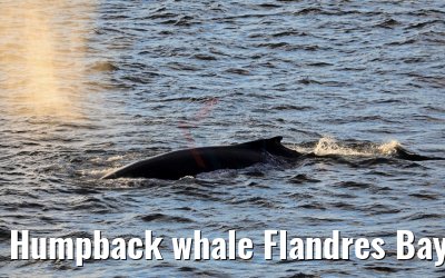 Humpback whale Flandres Bay Antarctica 09.01.2017
