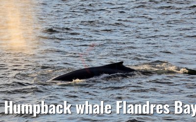 Humpback whale Flandres Bay Antarctica 09.01.2017