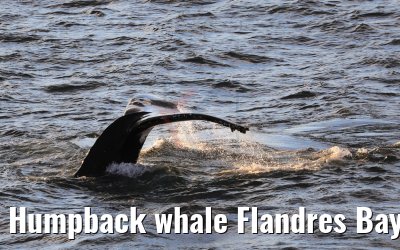 Humpback whale Flandres Bay Antarctica 09.01.2017