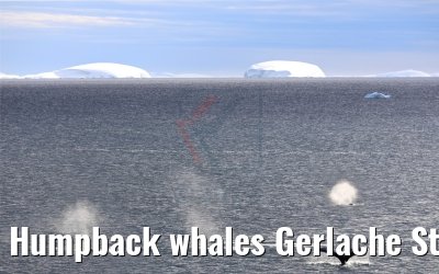 Humpback whales Gerlache Strait Antarctica 09.01.2017