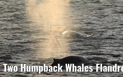 Two Humpback Whales Flandres Bay Antarctica 09.01.2017