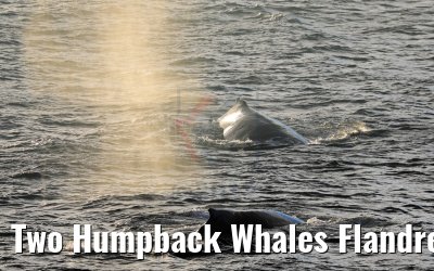 Two Humpback Whales Flandres Bay Antarctica 09.01.2017