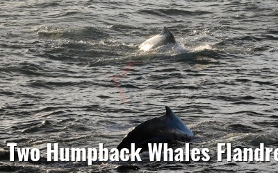 Two Humpback Whales Flandres Bay Antarctica 09.01.2017