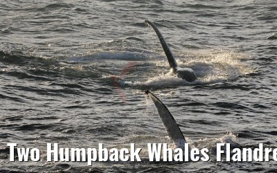 Two Humpback Whales Flandres Bay Antarctica 09.01.2017