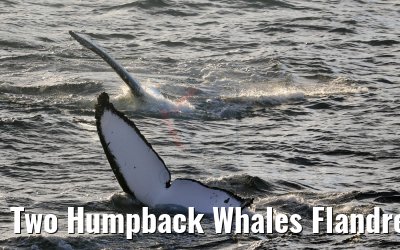 Two Humpback Whales Flandres Bay Antarctica 09.01.2017