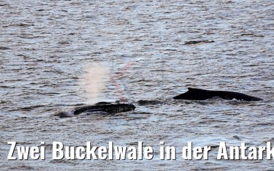 Zwei Buckelwale in der Antarktis bei Flandres Bay 09.01.2017