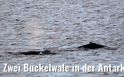 Zwei Buckelwale in der Antarktis bei Flandres Bay 09.01.2017