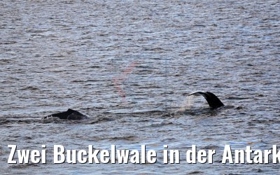 Zwei Buckelwale in der Antarktis bei Flandres Bay 09.01.2017