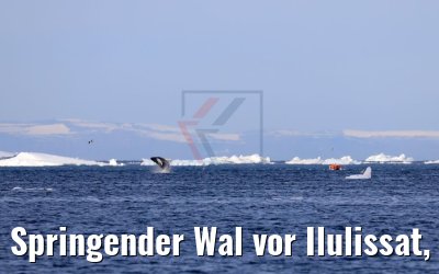 Springender Wal vor Ilulissat, Grönland