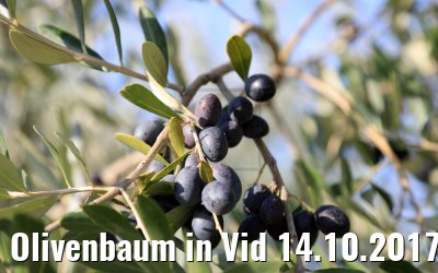 Olivenbaum in Vid 14.10.2017