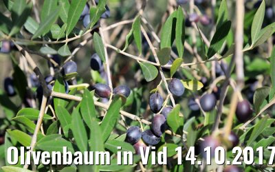 Olivenbaum in Vid 14.10.2017