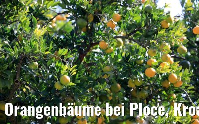 Orangenbäume bei Ploce, Kroatien 14.10.2017