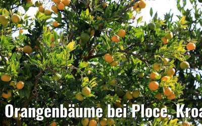 Orangenbäume bei Ploce, Kroatien 14.10.2017