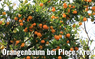 Orangenbaum bei Ploce, Kroatien 14.10.2017