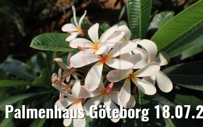 Palmenhaus Göteborg 18.07.2019