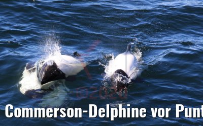 Commerson-Delphine vor Punta Arenas, Chile 06.02.2020