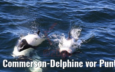 Commerson-Delphine vor Punta Arenas, Chile 06.02.2020