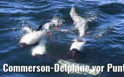 Commerson-Delphine vor Punta Arenas, Chile 06.02.2020