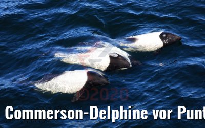 Commerson-Delphine vor Punta Arenas, Chile 06.02.2020