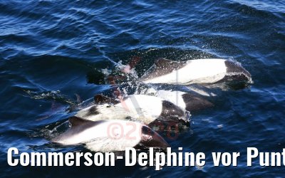 Commerson-Delphine vor Punta Arenas, Chile 06.02.2020