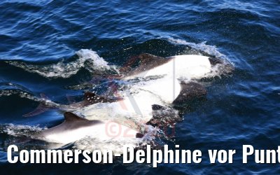 Commerson-Delphine vor Punta Arenas, Chile 06.02.2020