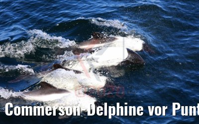 Commerson-Delphine vor Punta Arenas, Chile 06.02.2020