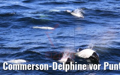 Commerson-Delphine vor Punta Arenas, Chile 06.02.2020