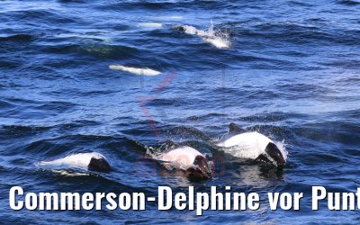 Commerson-Delphine vor Punta Arenas, Chile 06.02.2020