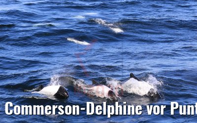 Commerson-Delphine vor Punta Arenas, Chile 06.02.2020