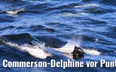 Commerson-Delphine vor Punta Arenas, Chile 06.02.2020