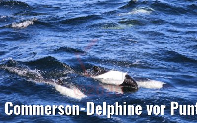 Commerson-Delphine vor Punta Arenas, Chile 06.02.2020