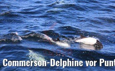Commerson-Delphine vor Punta Arenas, Chile 06.02.2020