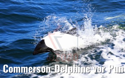 Commerson-Delphine vor Punta Arenas, Chile 06.02.2020