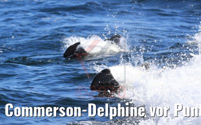 Commerson-Delphine vor Punta Arenas, Chile 06.02.2020