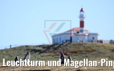 Leuchtturm und Magellan-Pinguine Isla Magdalena, Chile 06.02.2020