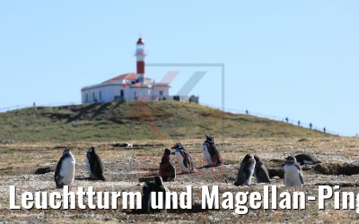 Leuchtturm und Magellan-Pinguine Isla Magdalena, Chile 06.02.2020