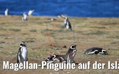 Magellan-Pinguine auf der Isla Magdalena, Chile 06.02.2020
