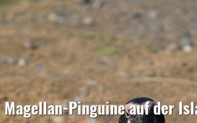 Magellan-Pinguine auf der Isla Magdalena, Chile 06.02.2020