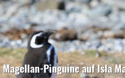 Magellan-Pinguine auf Isla Magdalena, Chile 06.02.2020