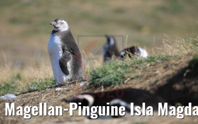 Magellan-Pinguine Isla Magdalena, Chile 06.02.2020