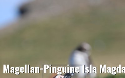 Magellan-Pinguine Isla Magdalena, Chile 06.02.2020