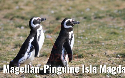 Magellan-Pinguine Isla Magdalena, Chile 06.02.2020