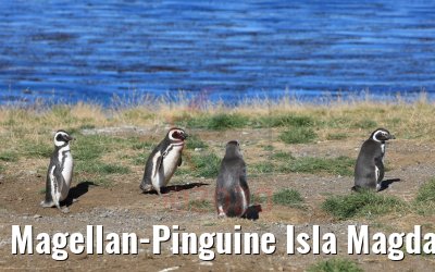 Magellan-Pinguine Isla Magdalena, Chile 06.02.2020