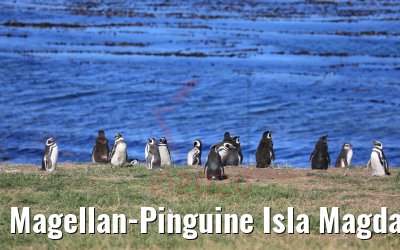 Magellan-Pinguine Isla Magdalena, Chile 06.02.2020