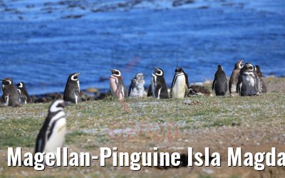 Magellan-Pinguine Isla Magdalena, Chile 06.02.2020