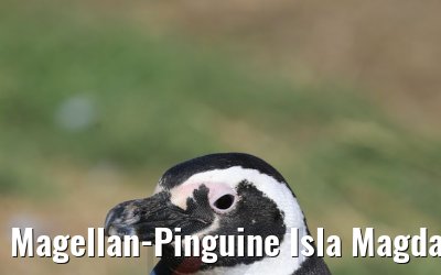 Magellan-Pinguine Isla Magdalena, Chile 06.02.2020