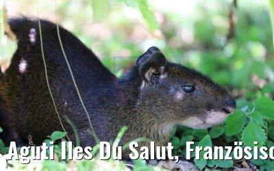 Aguti Iles Du Salut, Französisch Guyana 07.02.2018