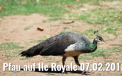Pfau auf Ile Royale 07.02.2018