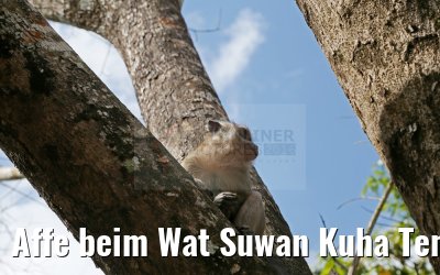 Affe beim Wat Suwan Kuha Tempel