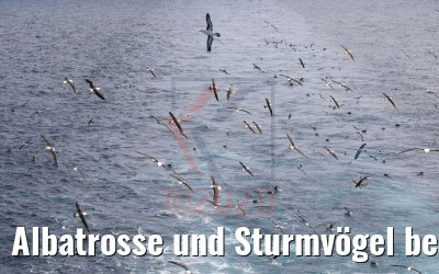 Albatrosse und Sturmvögel bei Falkland-Inseln 08.02.2020